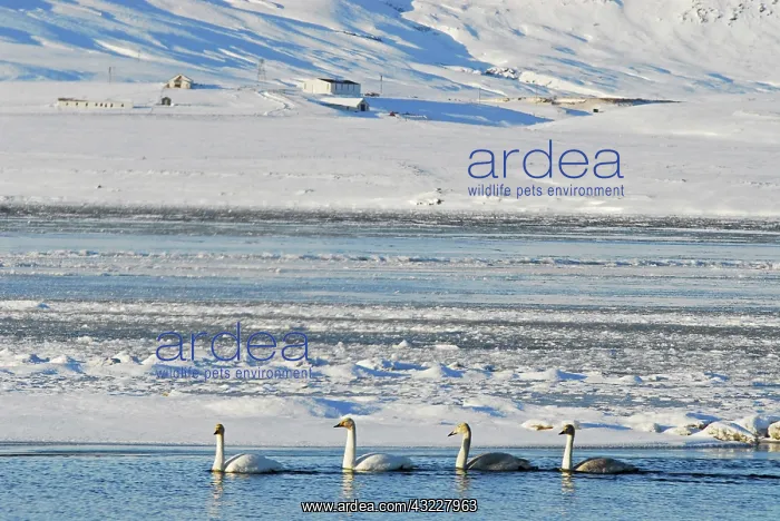  : Iceland, inland, ducks swimming in icy blue
