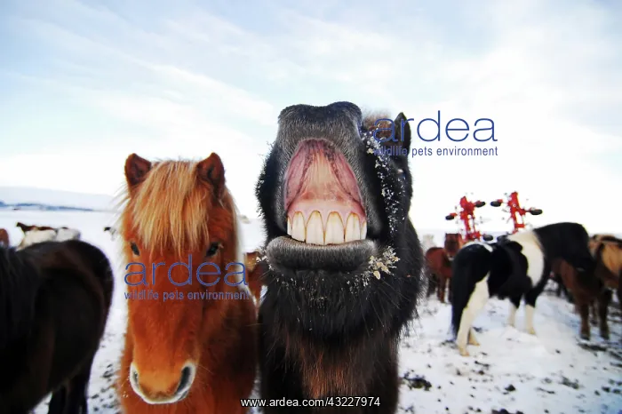 : Iceland, inland, thick horses in snowy field : Iceland, inland, thick horses in snowy field