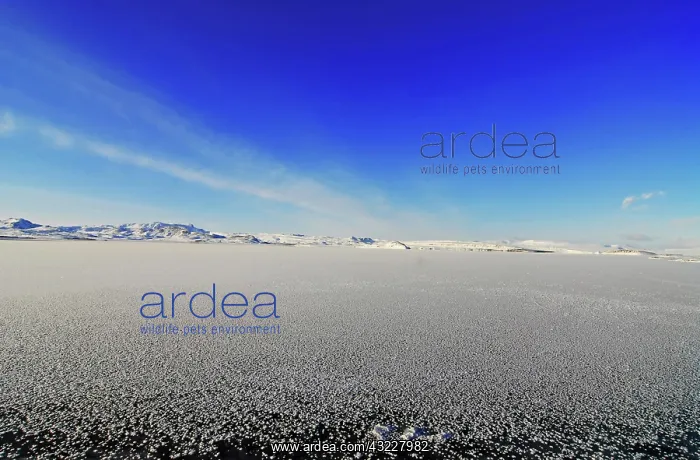 : Iceland, inland, view on snow landscape : Iceland, inland, view on snow landscape