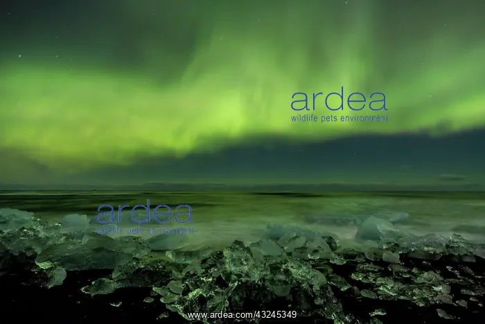 : Iceland, Jokulsarlon. Aurora borealis and : Iceland, Jokulsarlon. Aurora borealis and
