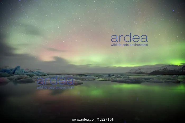 : Iceland, Jokulsarlon. Aurora lights reflect : Iceland, Jokulsarlon. Aurora lights reflect