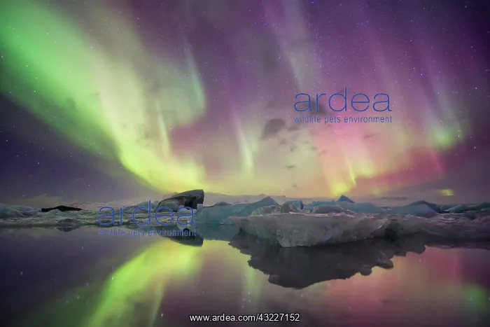 : Iceland, Jokulsarlon. Aurora lights reflect : Iceland, Jokulsarlon. Aurora lights reflect