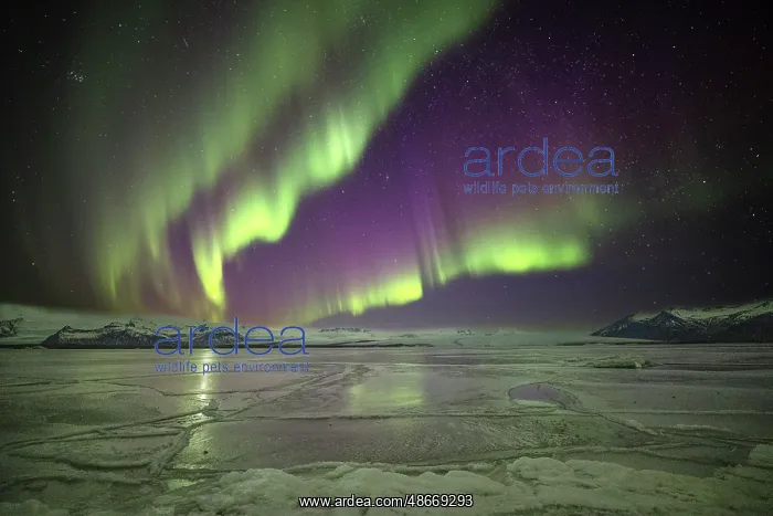 : Iceland, Jokulsarlon Glacier Lagoon, Aurora Borealis : Iceland, Jokulsarlon Glacier Lagoon, Aurora Borealis