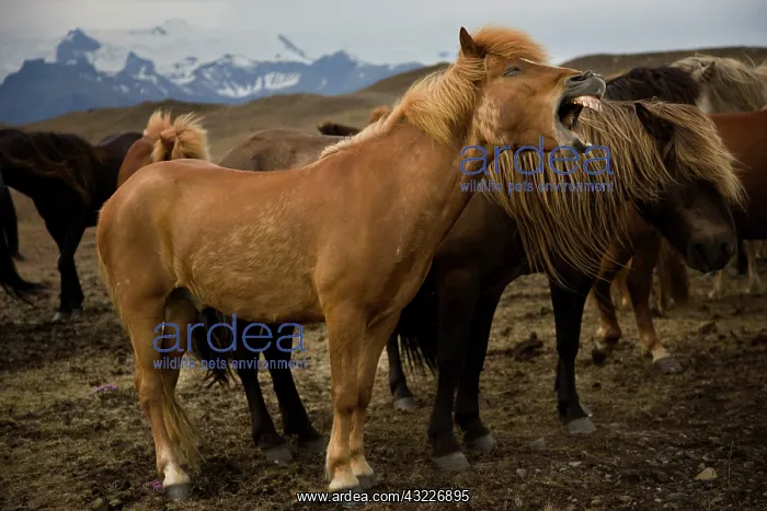 : Iceland, Jokulsarlon. An Icelandic horse : Iceland, Jokulsarlon. An Icelandic horse