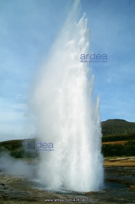 : ICELAND - the well known geyser Strokkur in the : ICELAND - the well known geyser Strokkur in the