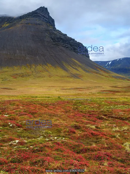  : Iceland. Landscape in Dyrafjordur during autumn