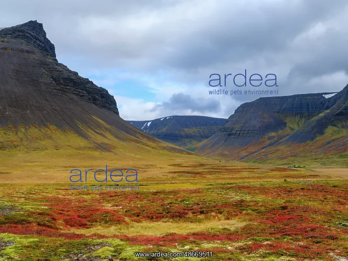 : Iceland. Landscape in Dyrafjordur during autumn : Iceland. Landscape in Dyrafjordur during autumn