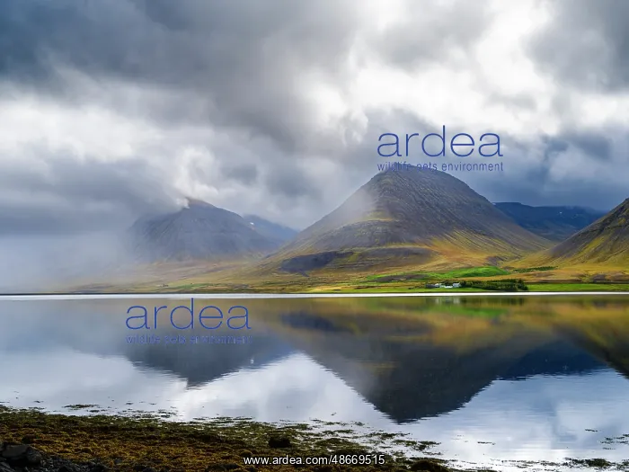 : Iceland. Landscape in Dyrafjordur during autumn : Iceland. Landscape in Dyrafjordur during autumn