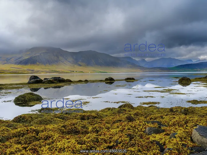 : Iceland. Landscape in Dyrafjordur during autumn : Iceland. Landscape in Dyrafjordur during autumn