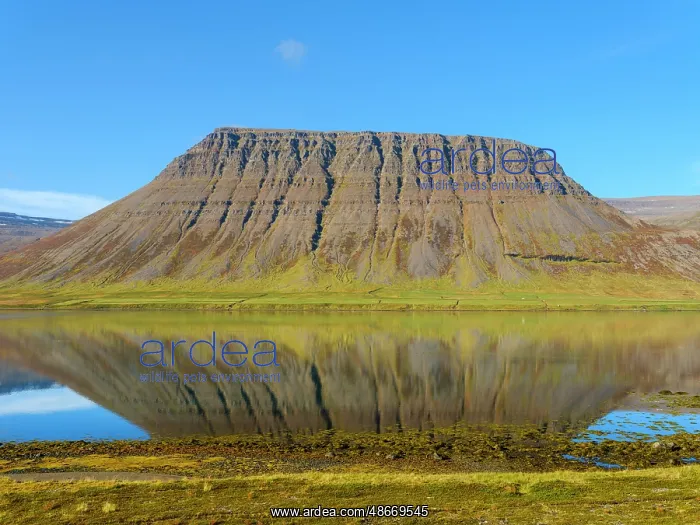 : Iceland. Landscape in fjord Alftafjordur during autumn : Iceland. Landscape in fjord Alftafjordur during autumn