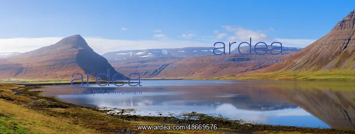 : Iceland. Landscape in fjord Alftafjordur during autumn : Iceland. Landscape in fjord Alftafjordur during autumn