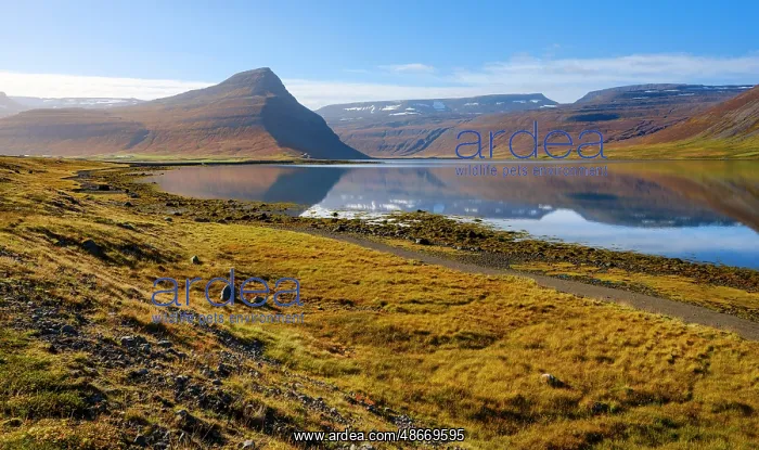: Iceland. Landscape in fjord Alftafjordur during autumn : Iceland. Landscape in fjord Alftafjordur during autumn