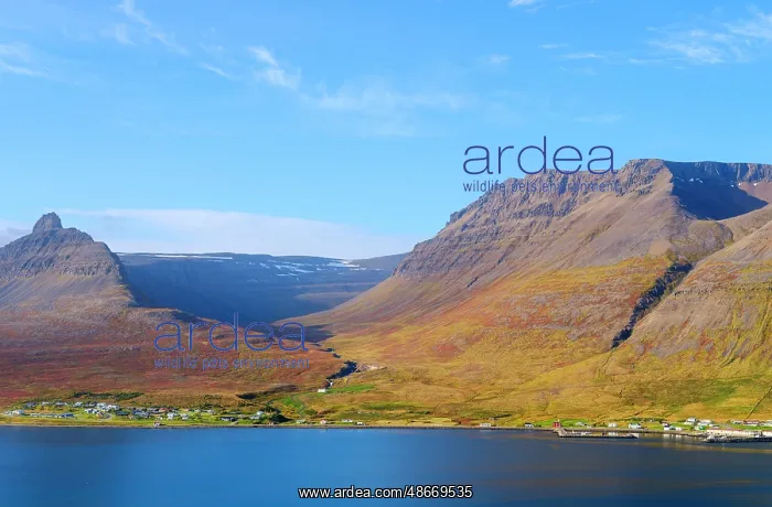 : Iceland. Landscape in fjord Alftafjordur and village Sudavik : Iceland. Landscape in fjord Alftafjordur and village Sudavik