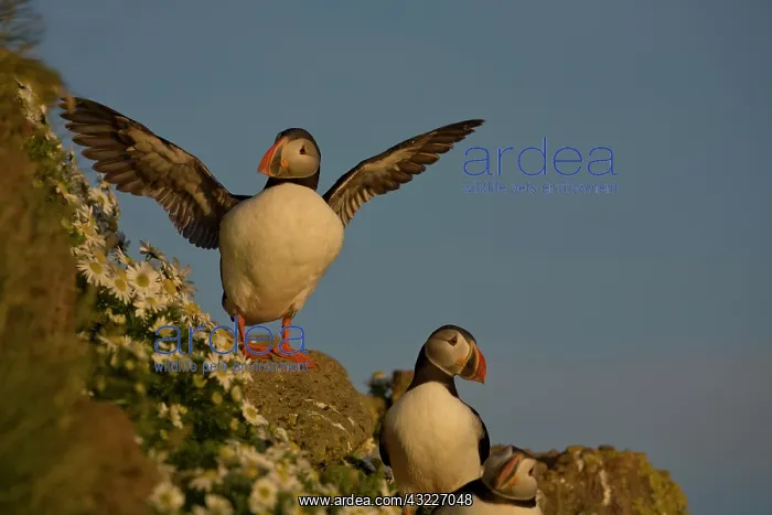 : Iceland, Latrabjarg. Atlantic puffin posing : Iceland, Latrabjarg. Atlantic puffin posing