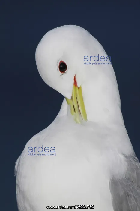 : Iceland, Latrabjarg. Close-up of black-legged : Iceland, Latrabjarg. Close-up of black-legged