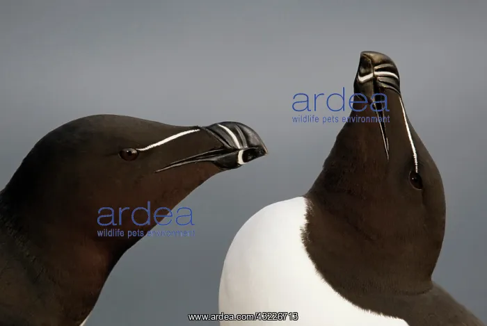 : Iceland, Latrabjarg. Close-up of razorbills : Iceland, Latrabjarg. Close-up of razorbills