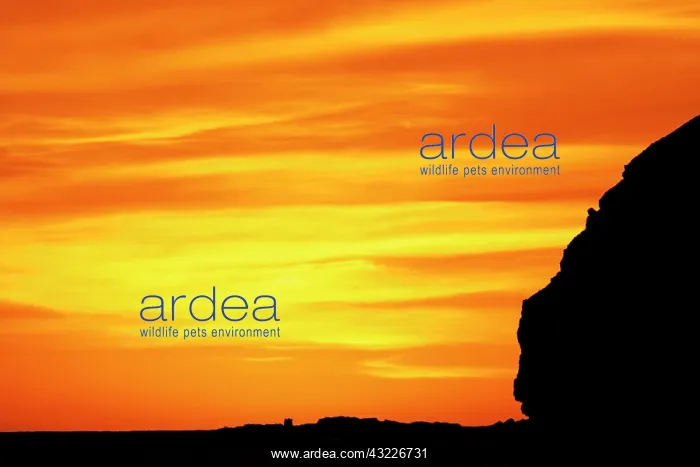  : Iceland, Latrabjarg. Silhouette of cliffs