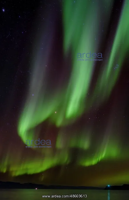 : Iceland. Northern Lights over fjord Isafjardardjup near : Iceland. Northern Lights over fjord Isafjardardjup near