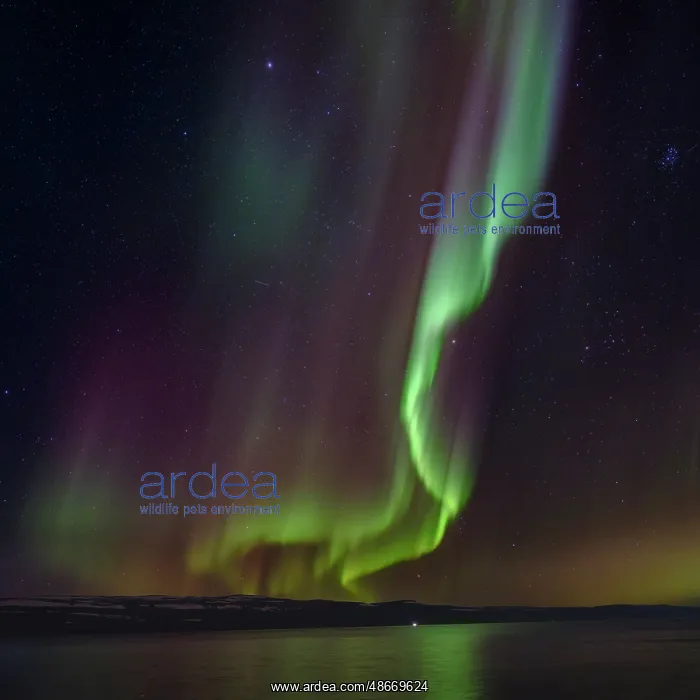 : Iceland. Northern Lights over fjord Isafjardardjup near : Iceland. Northern Lights over fjord Isafjardardjup near