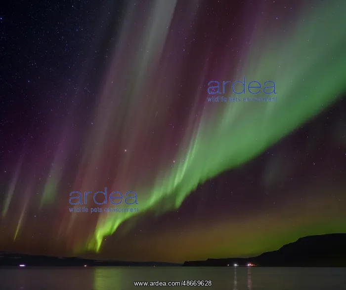 : Iceland. Northern Lights over fjord Isafjardardjup near : Iceland. Northern Lights over fjord Isafjardardjup near