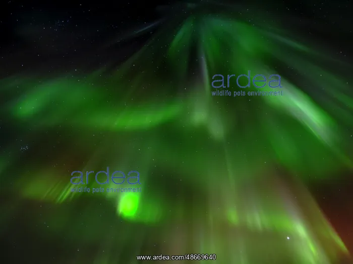 : Iceland. Northern Lights over Isafjordur, the capital of the : Iceland. Northern Lights over Isafjordur, the capital of the