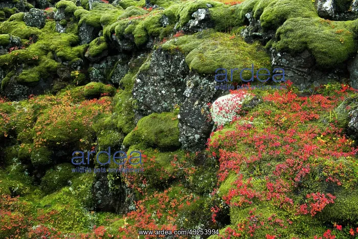 : Iceland, Pingvellir National Park. Moss-covered : Iceland, Pingvellir National Park. Moss-covered