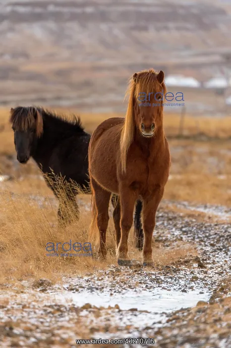 : Iceland ponies in wintery landscape, Laugarvatn : Iceland ponies in wintery landscape, Laugarvatn