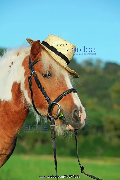: Iceland pony, cross breed, chestnut pinto, gelding : Iceland pony, cross breed, chestnut pinto, gelding