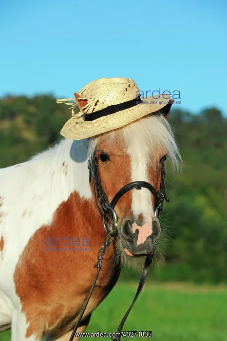 : Iceland pony, cross breed, chestnut pinto, gelding : Iceland pony, cross breed, chestnut pinto, gelding