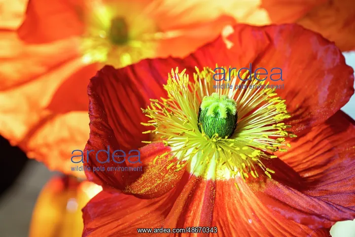 : Iceland poppy : Iceland poppy