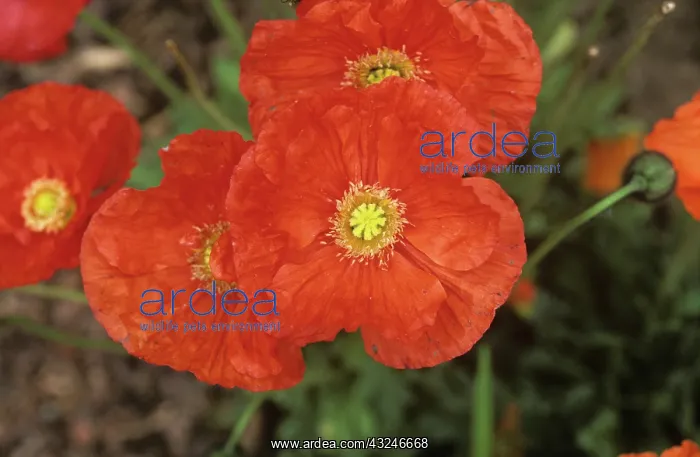 : Iceland poppy (Papaver nudicaule) : Iceland poppy (Papaver nudicaule)
