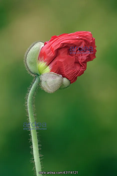 : Iceland poppy, Papaver nudicaule Champagne Bubbles : Iceland poppy, Papaver nudicaule Champagne Bubbles