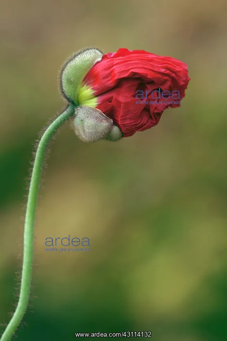 : Iceland poppy, Papaver nudicaule Champagne Bubbles : Iceland poppy, Papaver nudicaule Champagne Bubbles