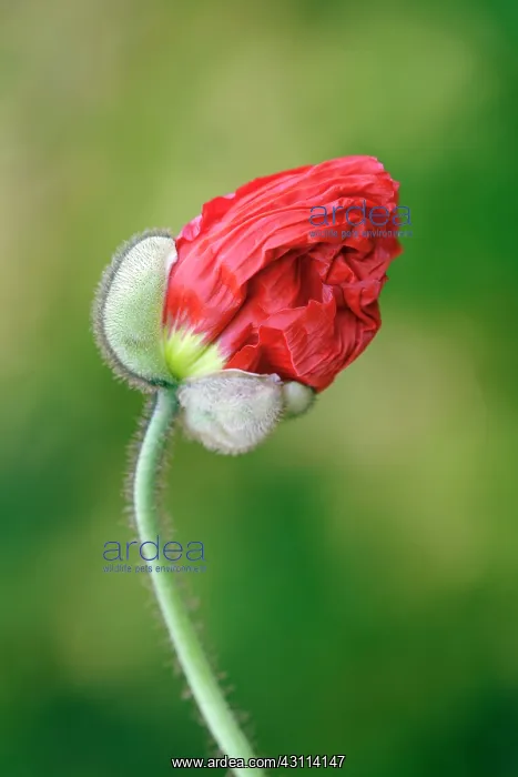 : Iceland poppy, Papaver nudicaule Champagne Bubbles : Iceland poppy, Papaver nudicaule Champagne Bubbles