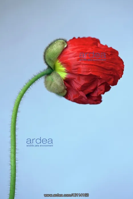 : Iceland poppy, Papaver nudicaule Champagne Bubbles : Iceland poppy, Papaver nudicaule Champagne Bubbles
