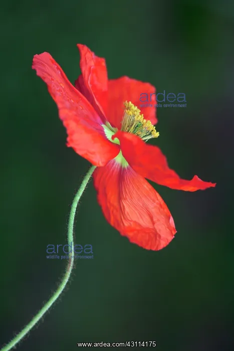  : Iceland poppy, Papaver nudicaule Champagne Bubbles