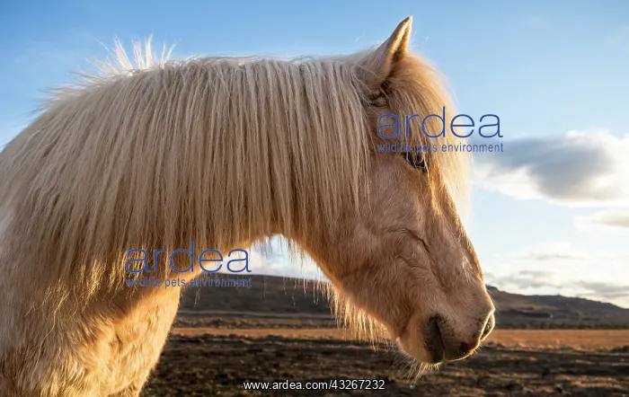 : Iceland. Portrait of Icelandic horse : Iceland. Portrait of Icelandic horse