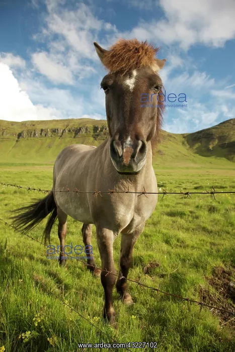 : Iceland, Reykjavik. Frontal view of Icelandic : Iceland, Reykjavik. Frontal view of Icelandic