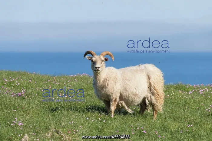: Iceland sheep : Iceland sheep