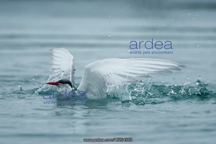 : Iceland, Skaftafell National Park, Arctic : Iceland, Skaftafell National Park, Arctic