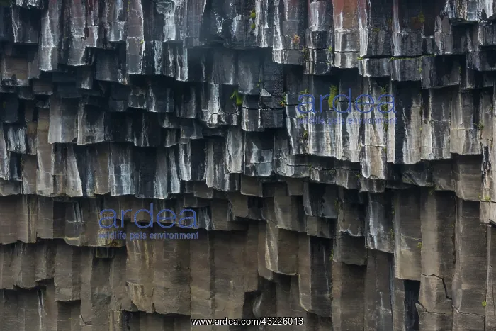 : Iceland, Skaftafell, Svartifoss waterfall : Iceland, Skaftafell, Svartifoss waterfall