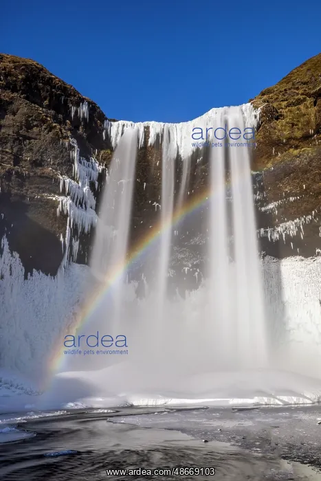 : Iceland, Skogafoss Falls : Iceland, Skogafoss Falls