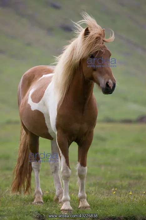 : Iceland, Snaefellsnes Peninsula. Close-up : Iceland, Snaefellsnes Peninsula. Close-up