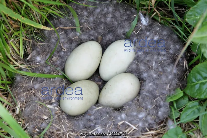 : Iceland, Snaefellsnes Peninsula. Common : Iceland, Snaefellsnes Peninsula. Common