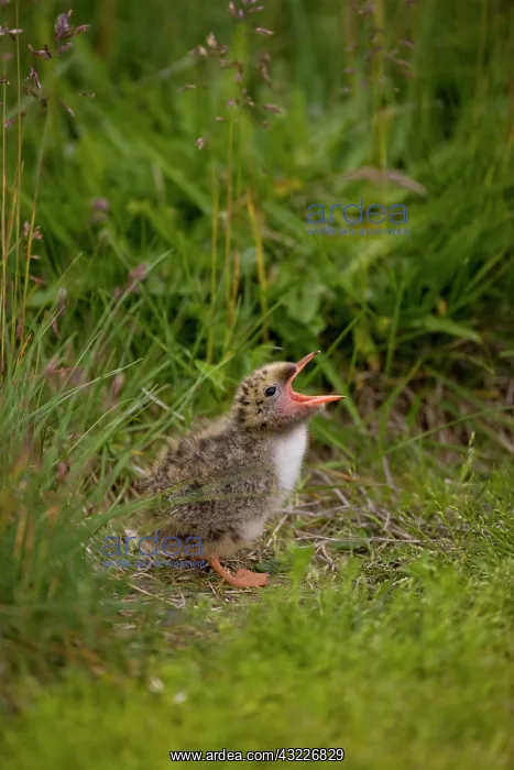 : Iceland, Snaefellsnes Peninsula. A newborn : Iceland, Snaefellsnes Peninsula. A newborn