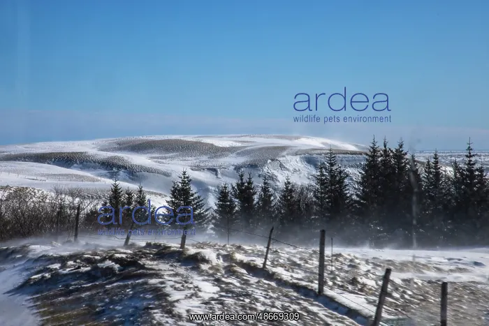 : Iceland snowscape : Iceland snowscape