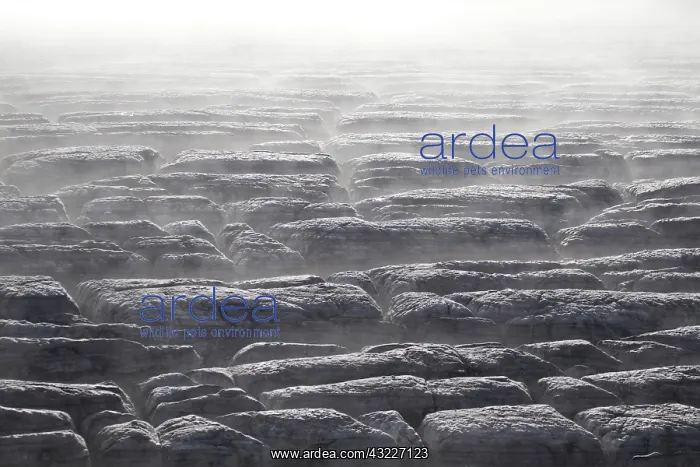 : Iceland, Southern Coast. Aerial of the misty : Iceland, Southern Coast. Aerial of the misty