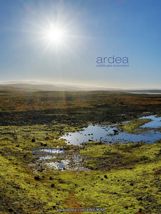 : Iceland. The Steingrimsfjardarheidi during autumn : Iceland. The Steingrimsfjardarheidi during autumn