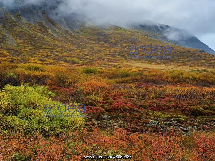 : Iceland. Sunndalur in Trostansfjordur during autumn : Iceland. Sunndalur in Trostansfjordur during autumn