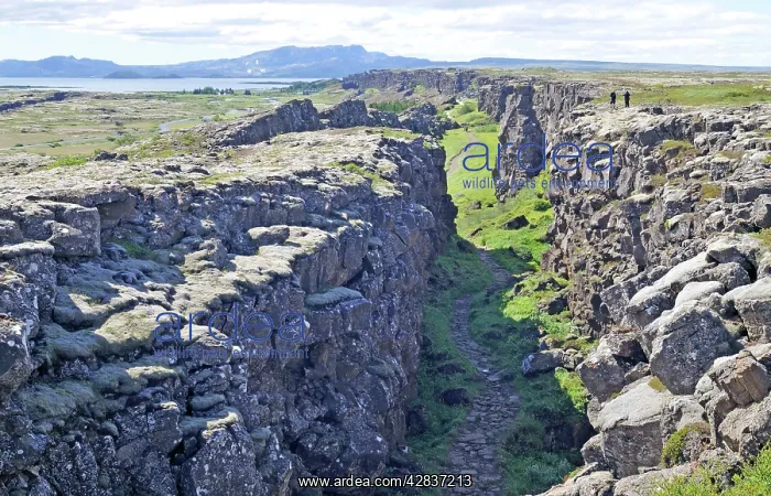 : Iceland. Thingvellir (Pingvellir) National Park, showing : Iceland. Thingvellir (Pingvellir) National Park, showing